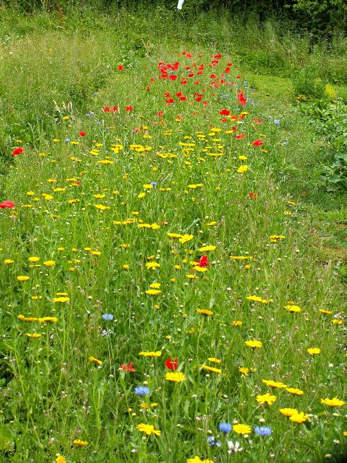 cornfield annuals in first year