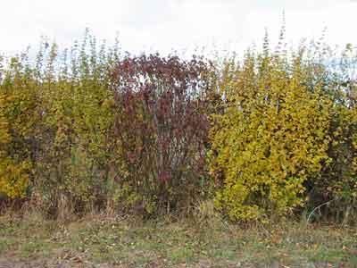 Native hedging - mixed British hedging
