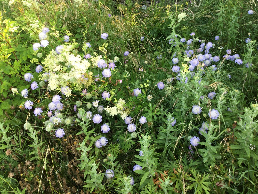 Native British wildflower meadow seeds