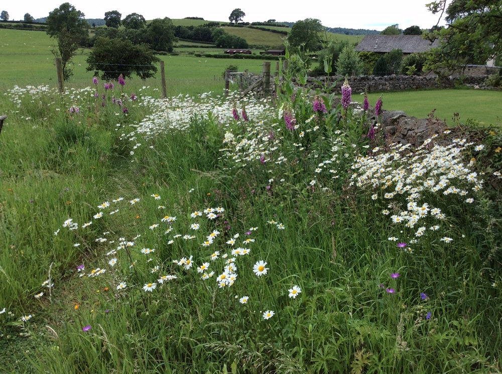Lancashire meadow 3