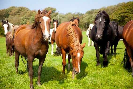 To Reseed or not Reseed your Horse Paddock?