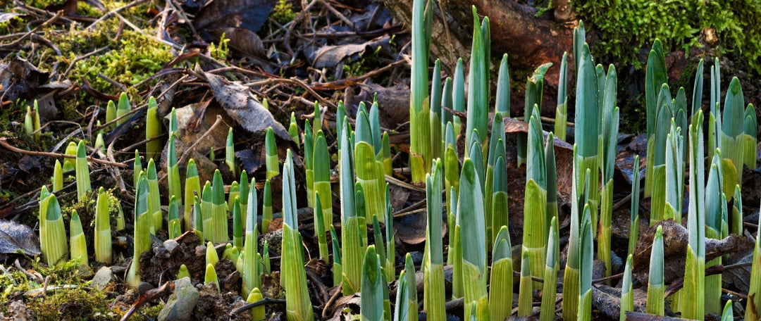 Why Do Wildflower Bulbs Come Up Blind?