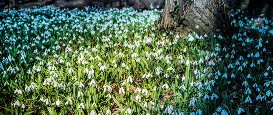 Bulbs In The Green - Everything You Need To Know