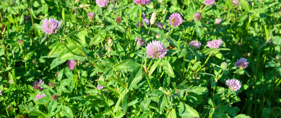 Planting a Clover Seed Blend: White, Red and Crimson Clover