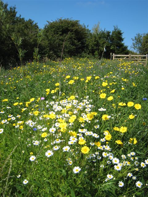 sunny wild flower meadow