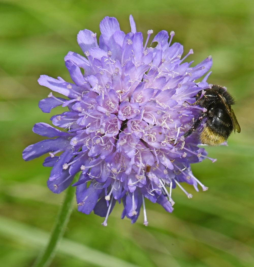 A bumblebee feeding from a field scabious flower