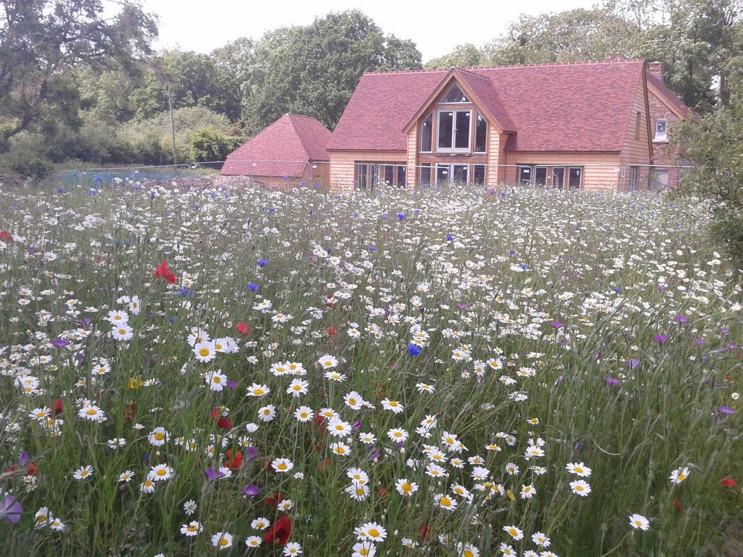 wild flowers