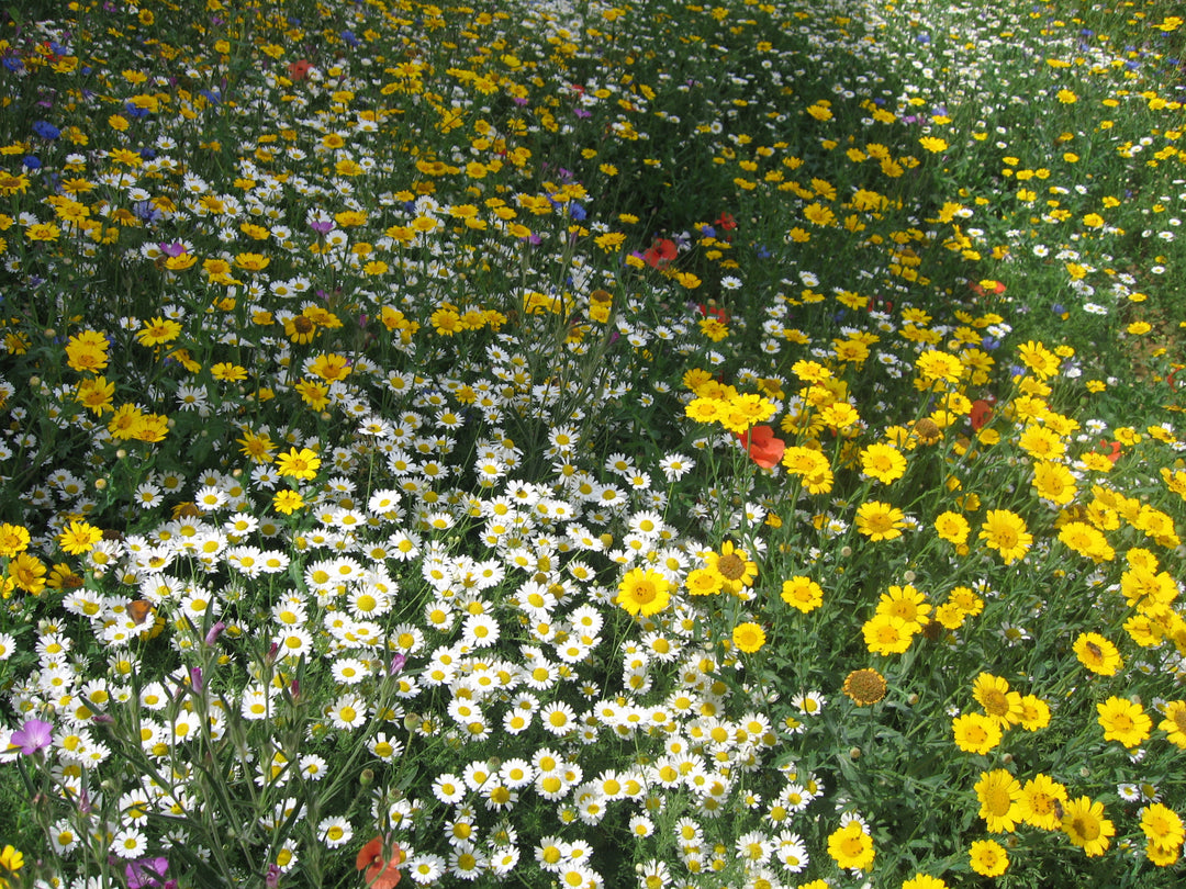 cornfield annuals in flower