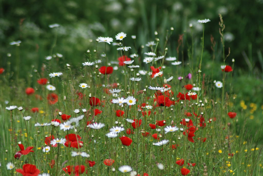 Daisies, Poppies and maigolds