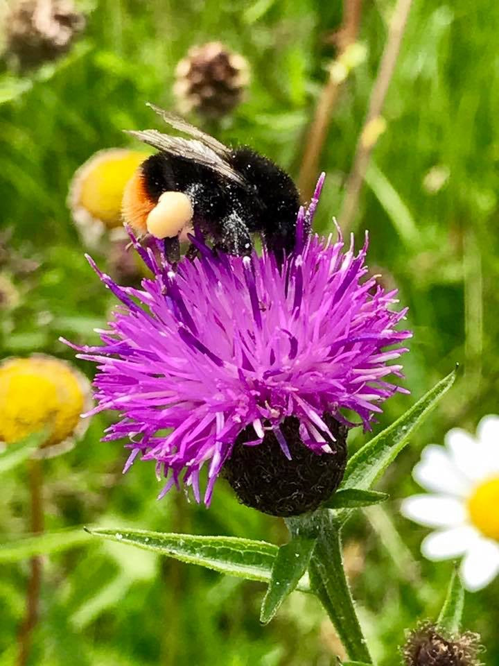Bee on Wildflower