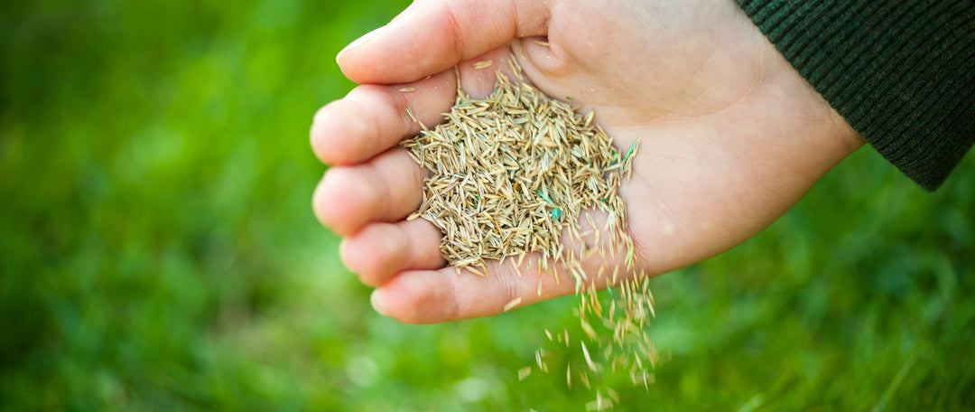 How to Overseed Your Lawn for a Thicker, Healthier Turf