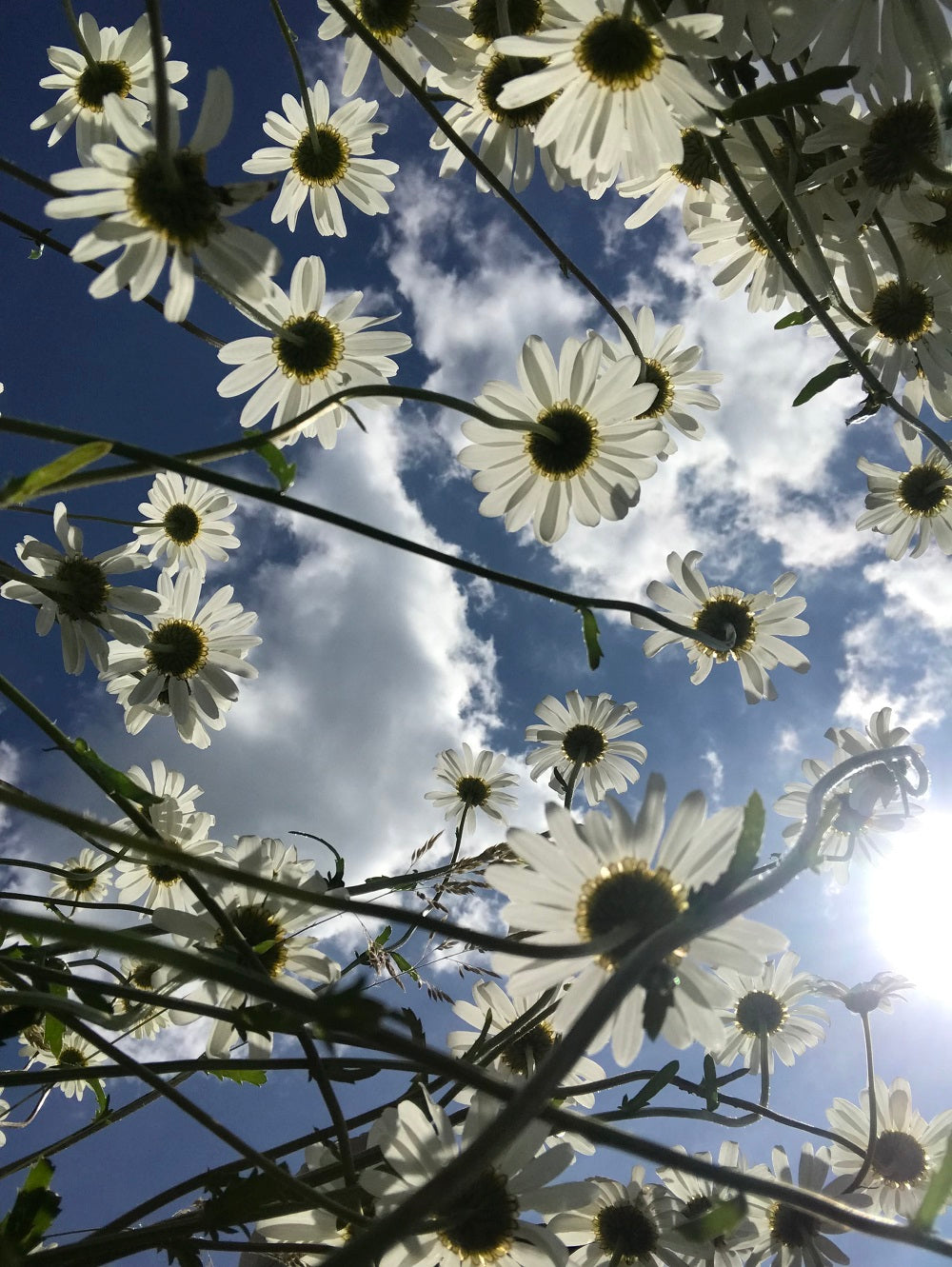 Ox Eye Daisy