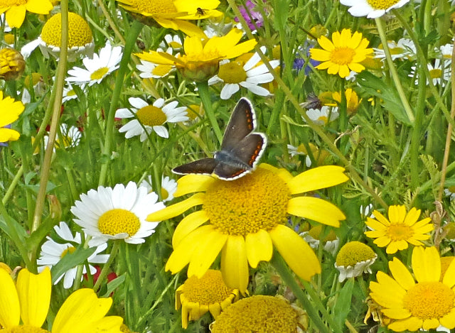 Corn marigold