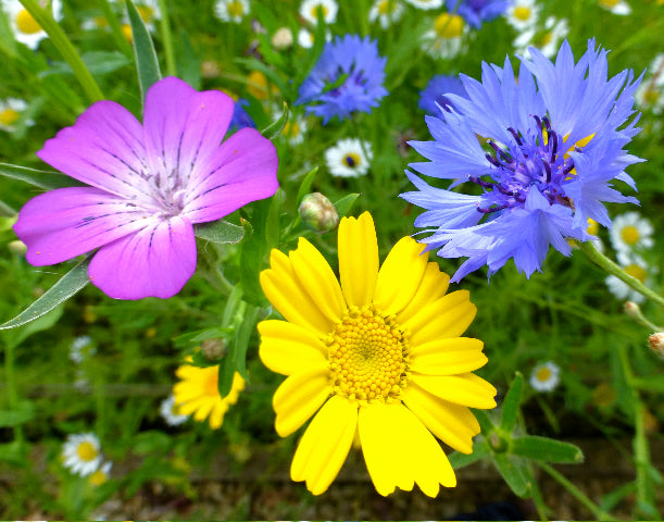 cornfield annuals