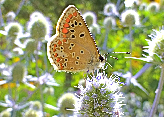 Butterfly on Flower