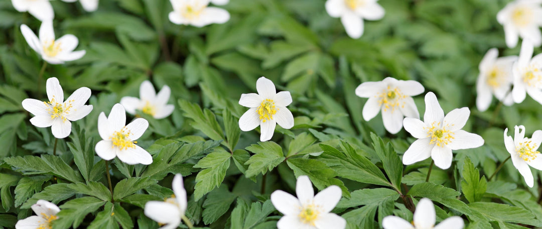 Wood Anemone (Anemone nemorosa): How to Plant, Grow and Enjoy this Native Woodland Wildflower