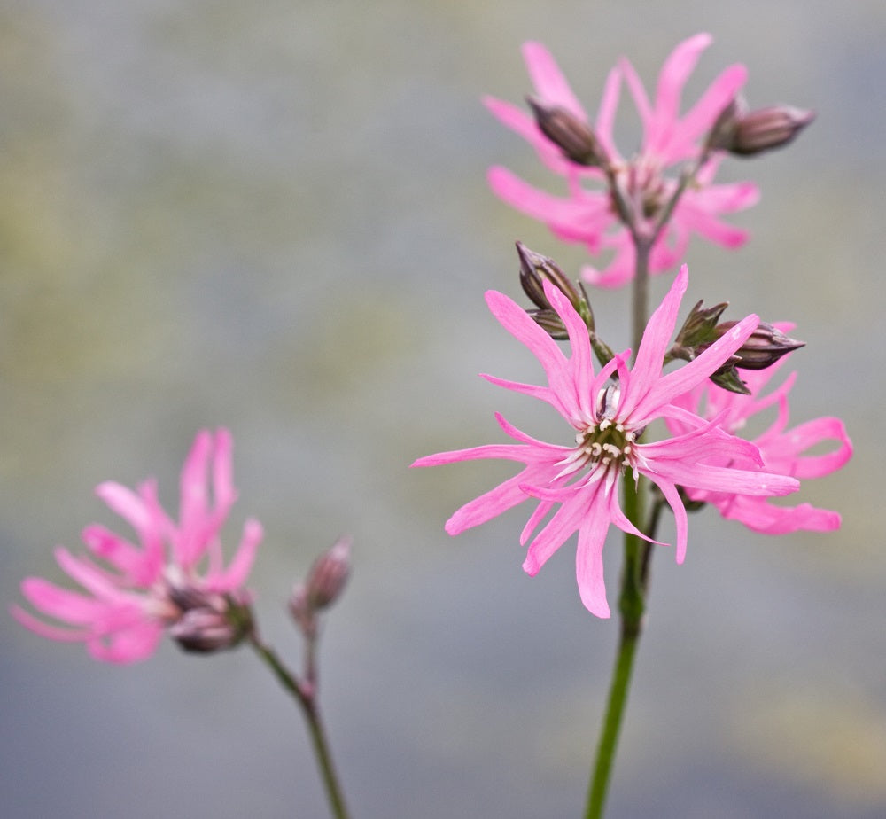 The pink flowers of Ragged Robin (Silene flos-cuculi)