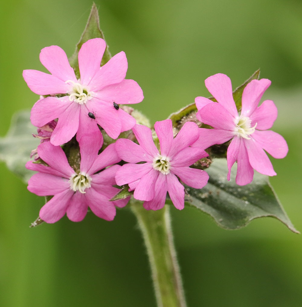 Pretty Red Campion (Silene dioica) flowers.