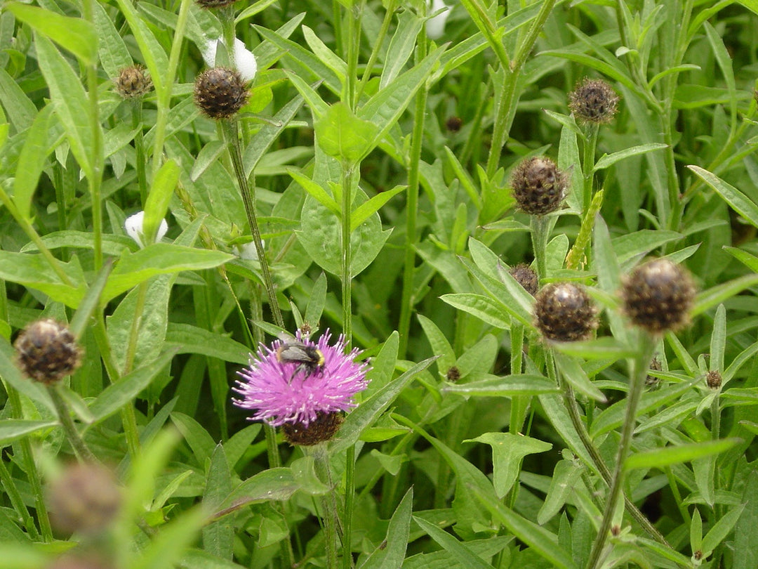 Red Clover seed