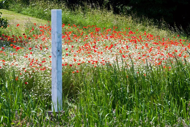 Red Poppies in a sculpture park
