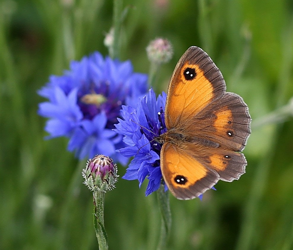 Cornflower and butterfly
