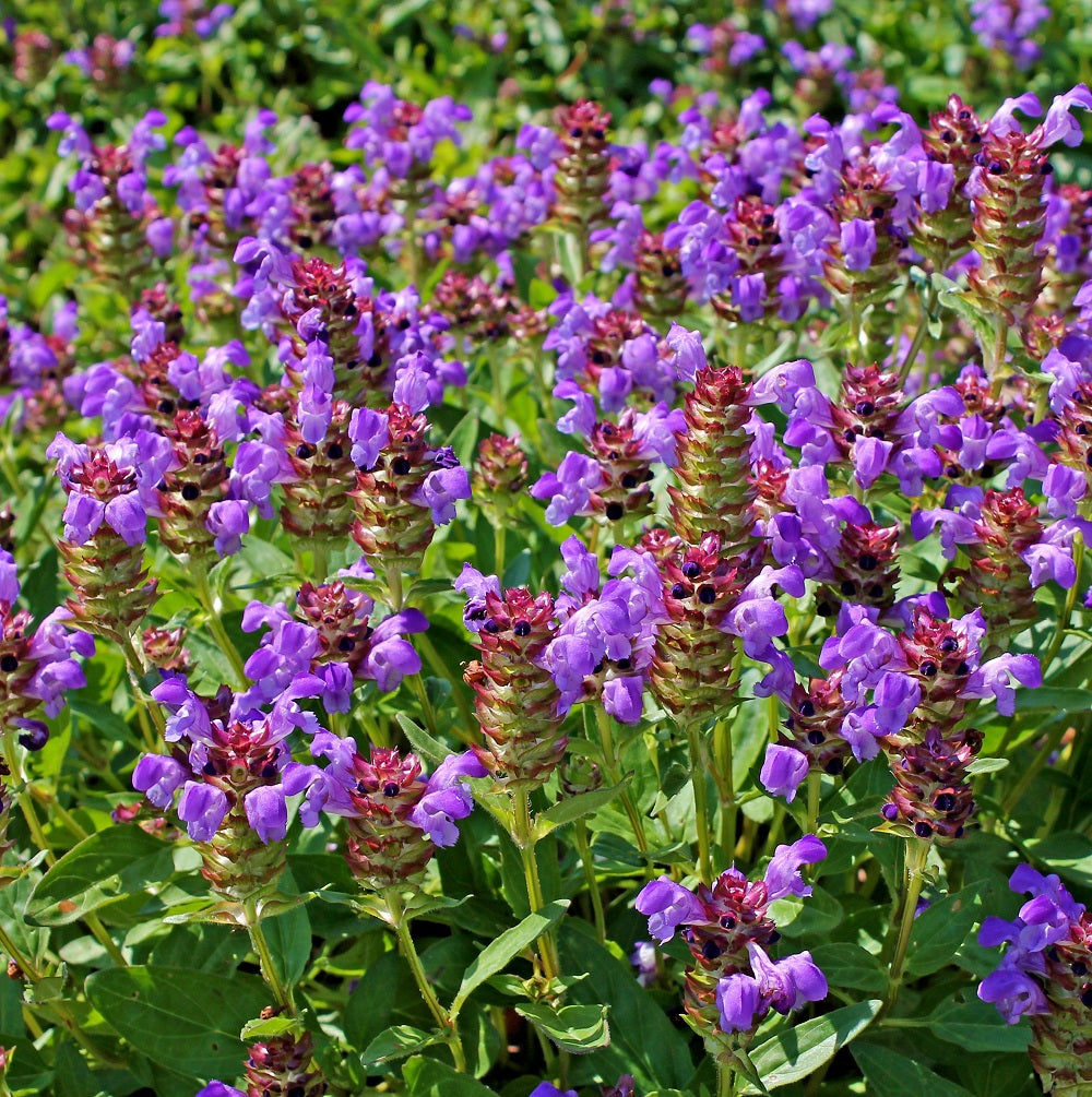 Prunella vulgaris (known as common self-heal, heal-all, woundwor