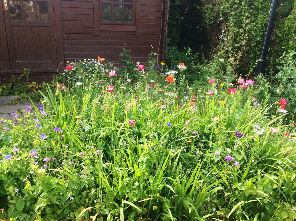 Small Wild flower area