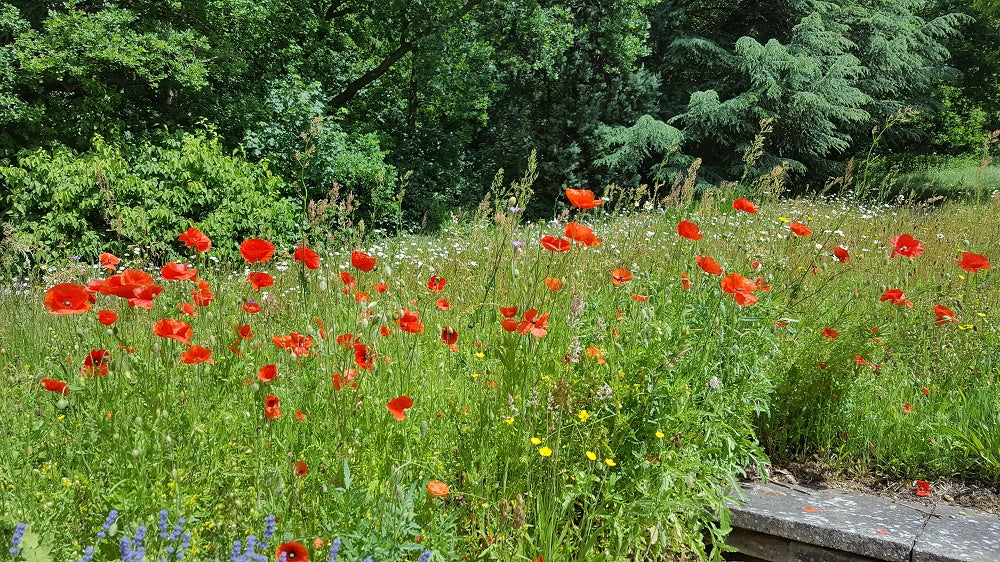 Poppies in meadow