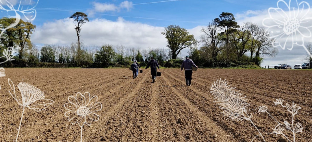 How to Prepare a Stale Seedbed for Growing British Wildflowers