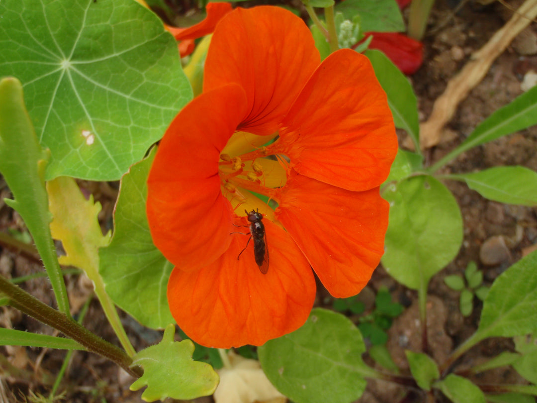 Field poppy