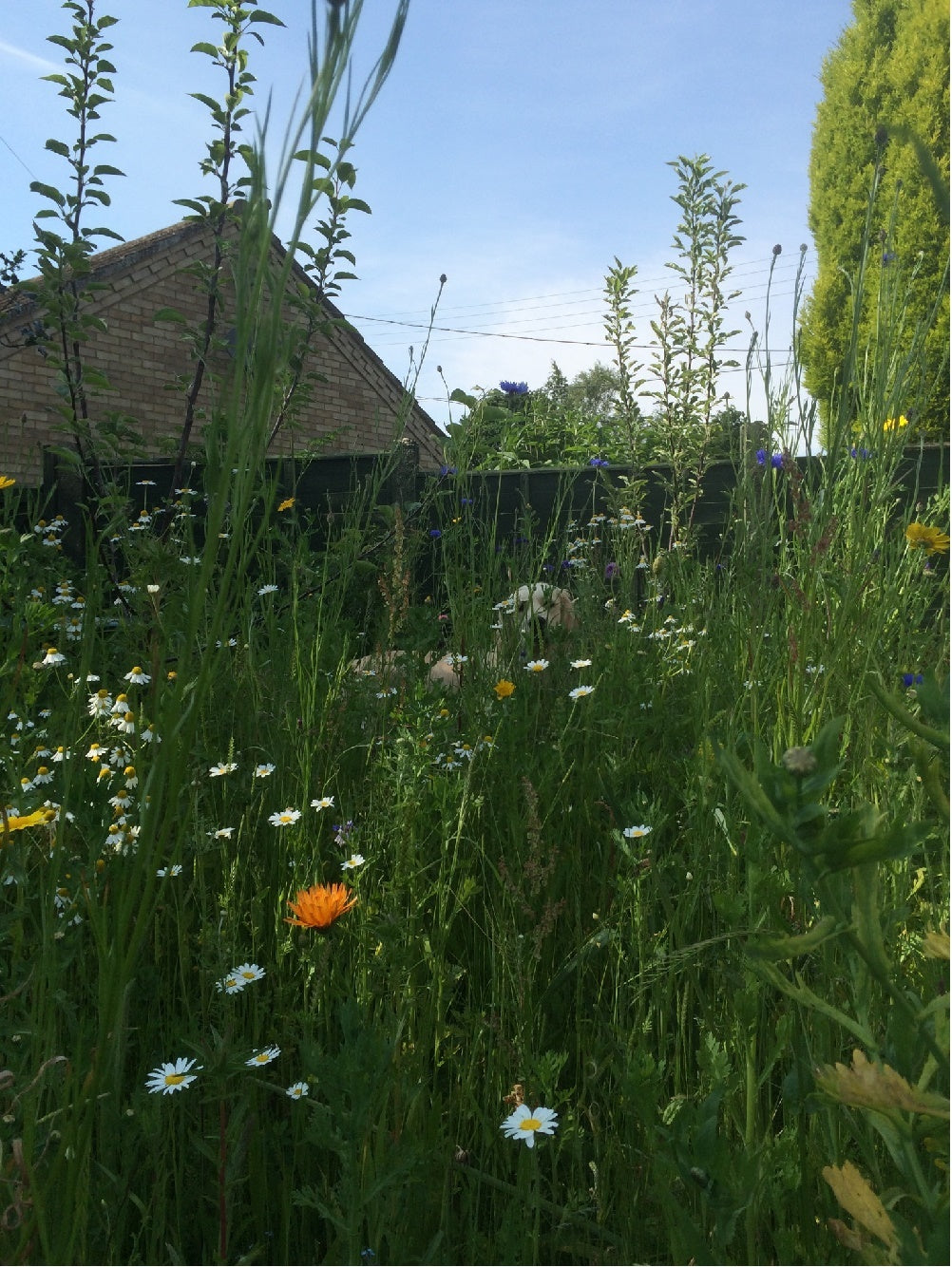 Dog in meadow