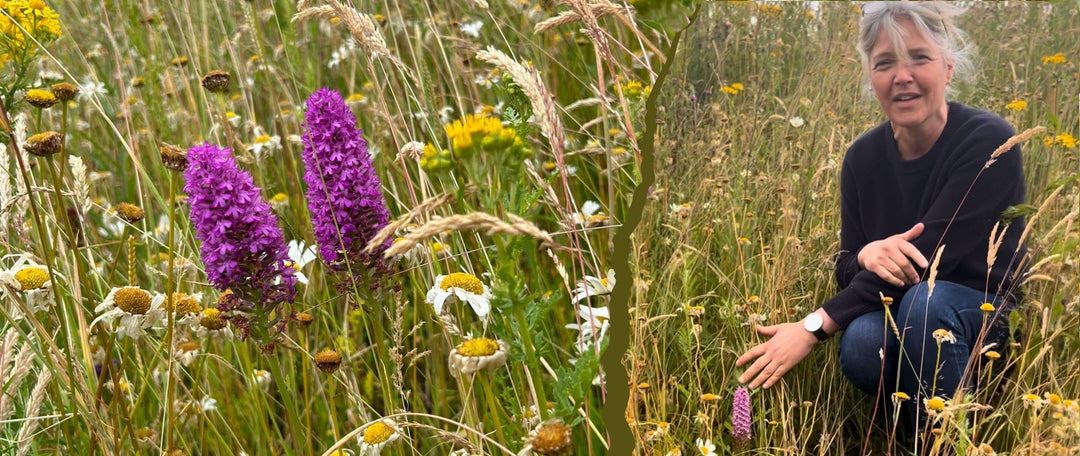 British wild meadow orchid