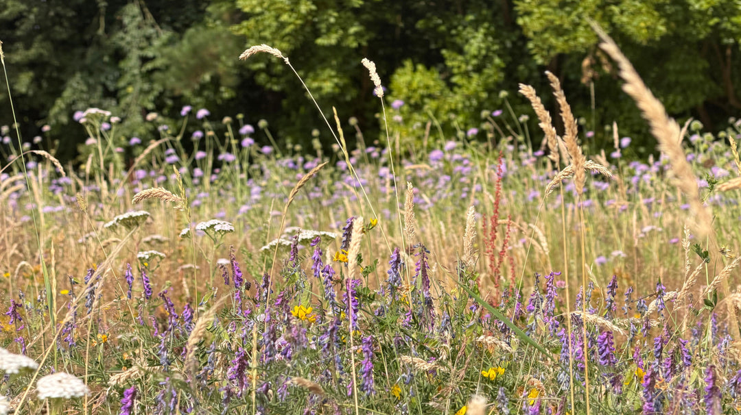 A Comprehensive Guide to Cultivating a British Wildflower Meadow or Garden