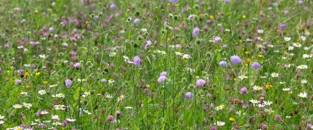 What to Expect: Understanding the Establishment Years of a Wildflower Meadow
