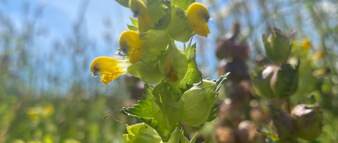 Sowing Yellow Rattle Seeds in November: A Guide to Establishing a Wildflower Meadow