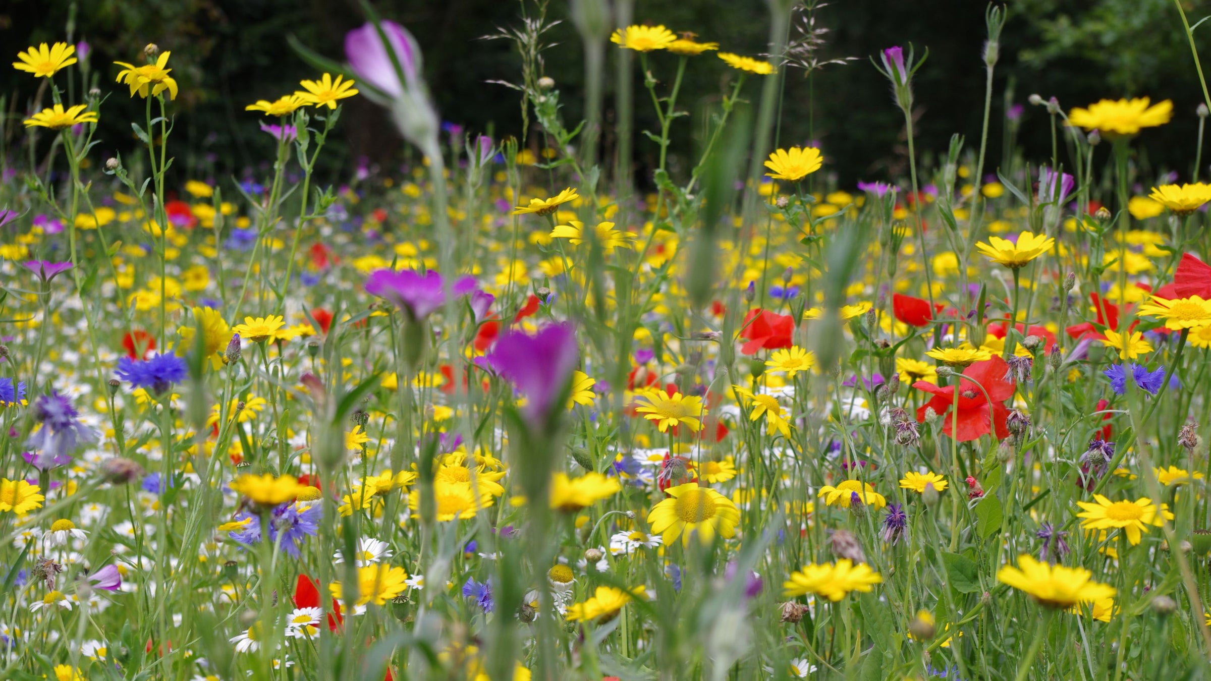 British Native Cornfield Annuals 