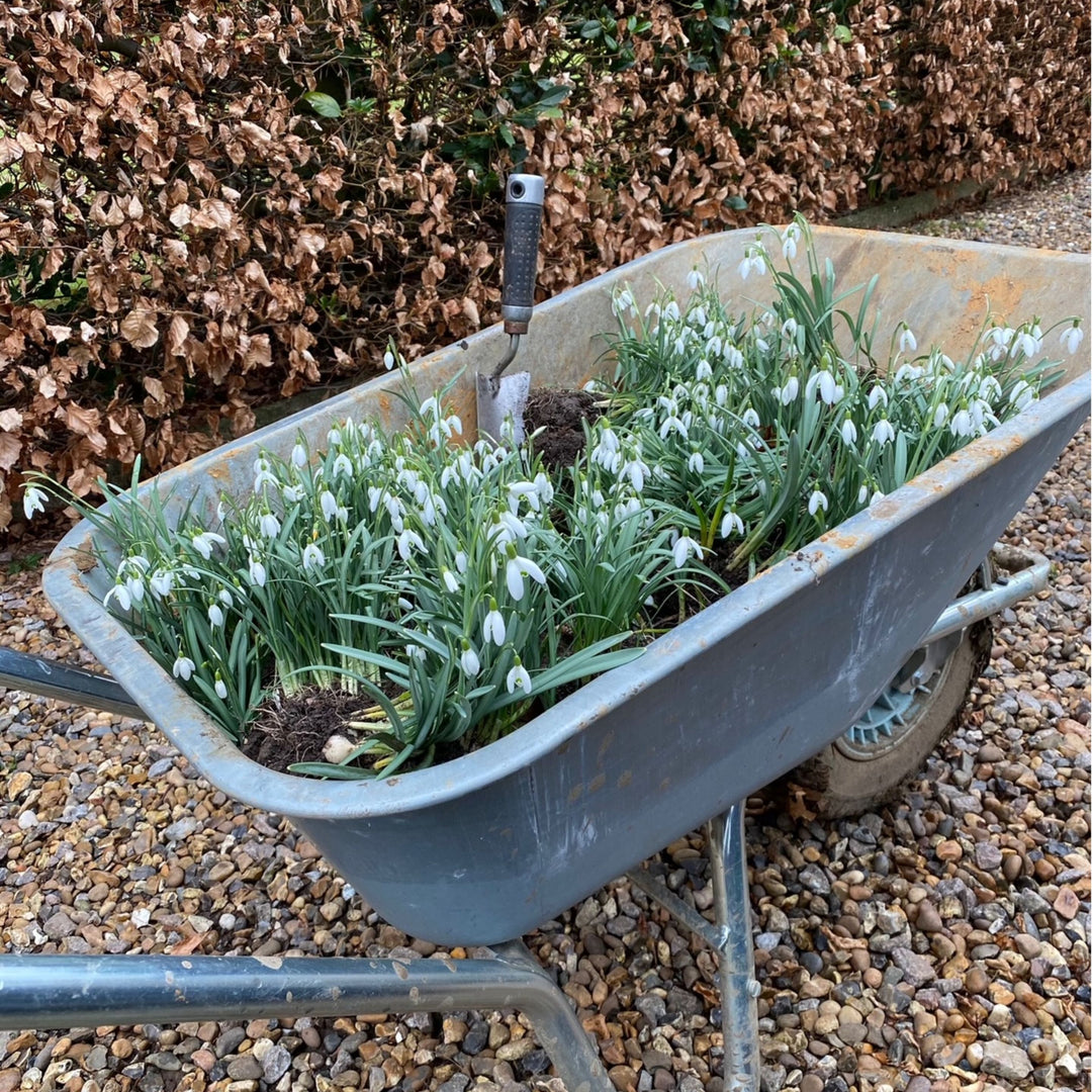 Snowdrops in the Green - British Snowdrop Nevalis