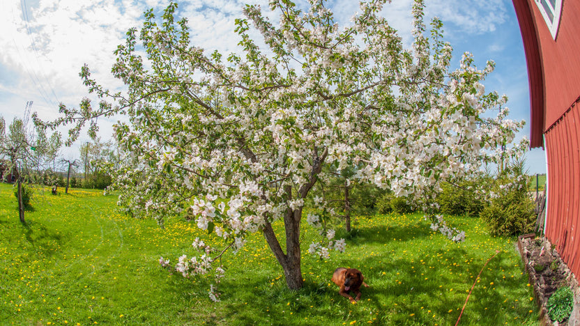 British Native Tree Species | Bare-root Whips – Meadowmania UK