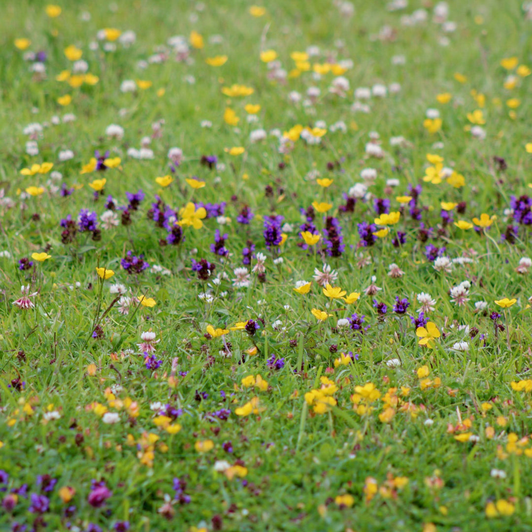 Flowering Lawn Uk - self Heal, clover, buttercup