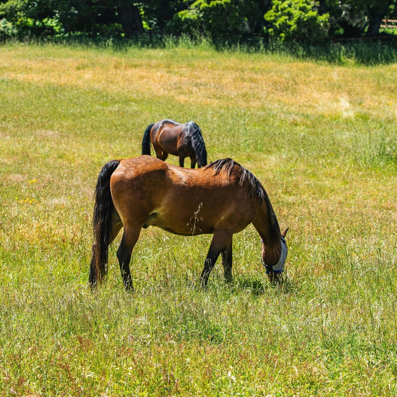 All Equestrian Grass Seed Mixtures