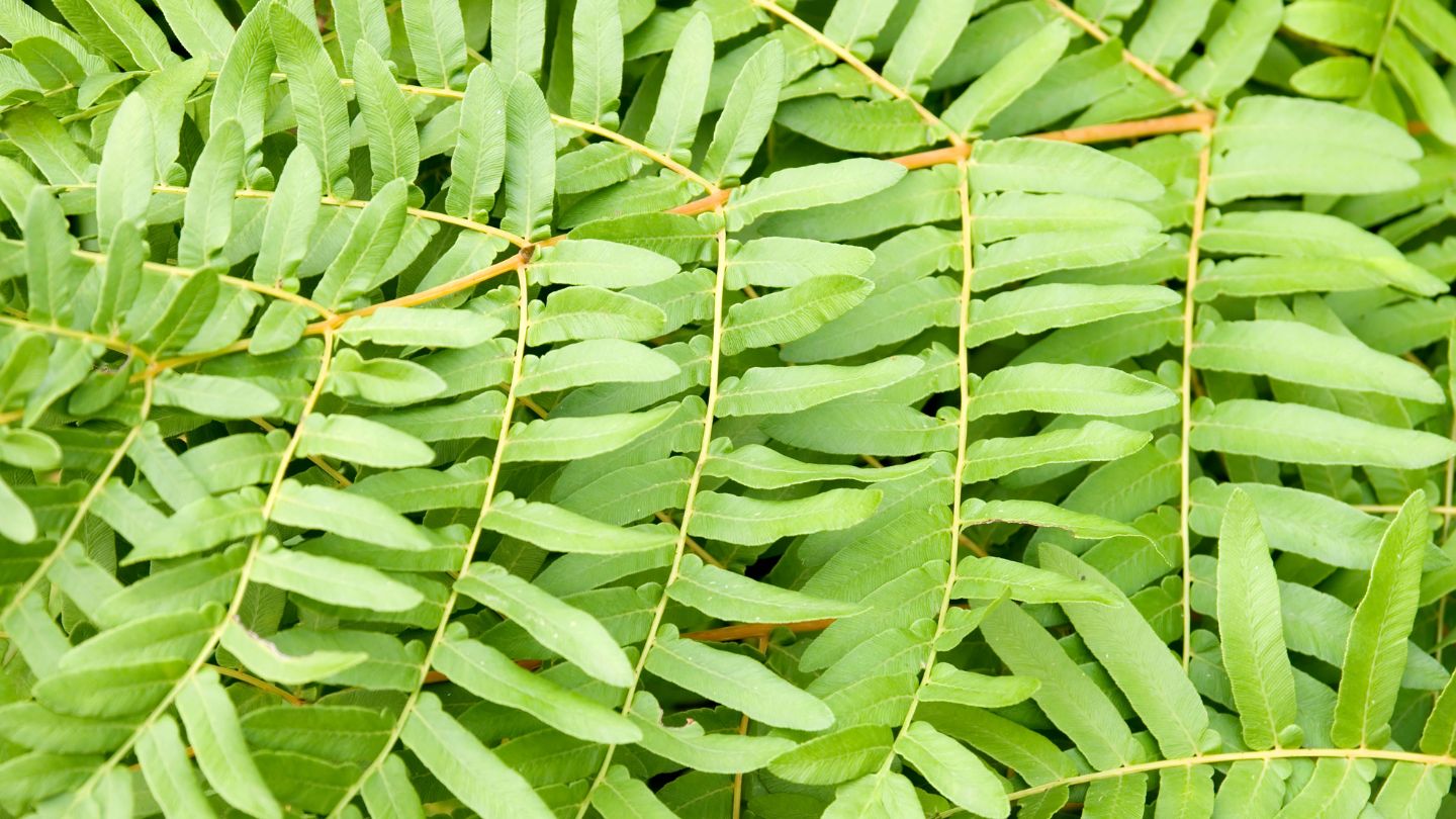 NEW Native Ferns in 9cm Pots