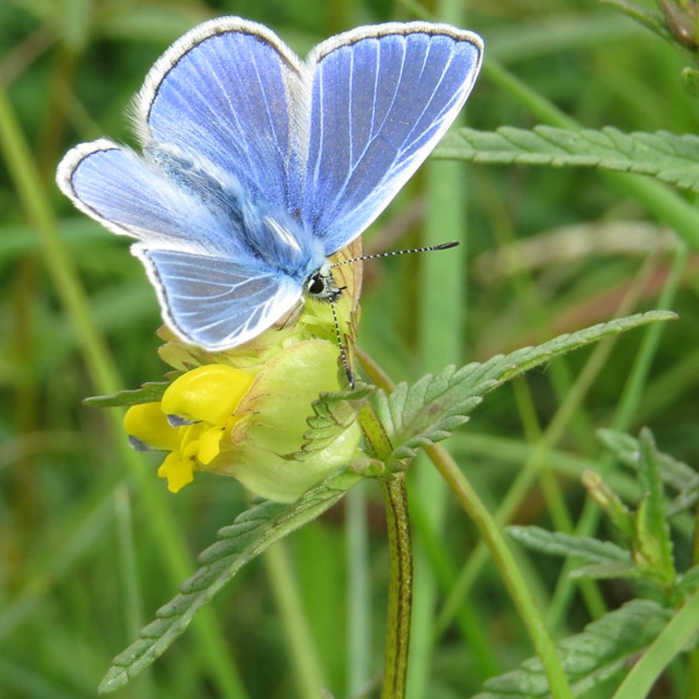 Blue british butterfly on yellow rattle plant
