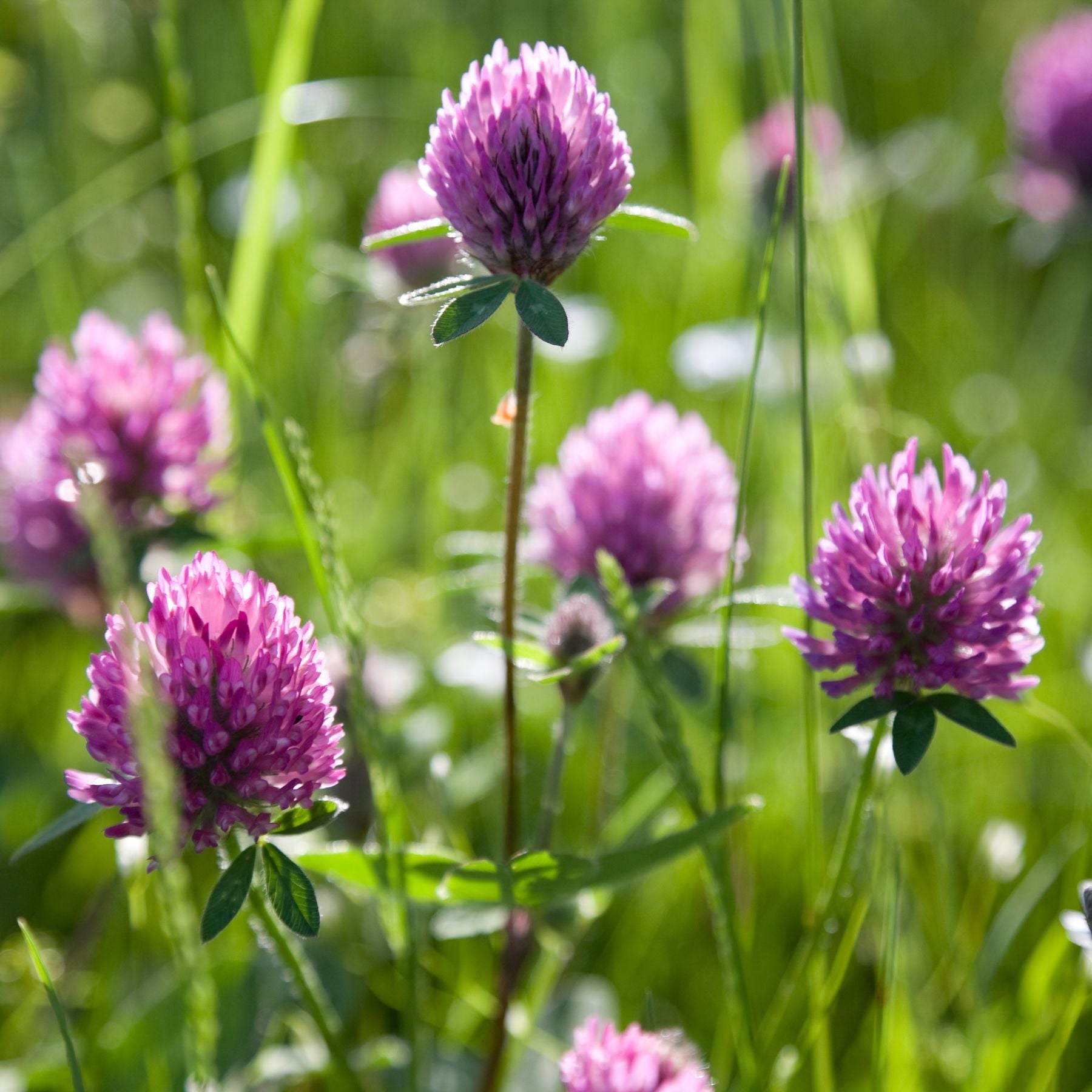 Clovers & Green Manures