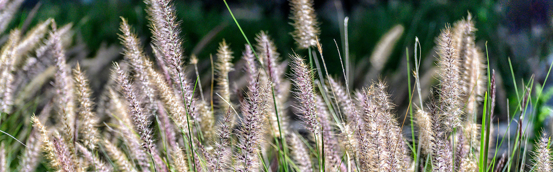 Meadow Grass Seed