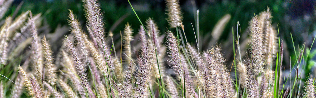 Meadow Grass Seed a specialist seed mix and grass straights ...