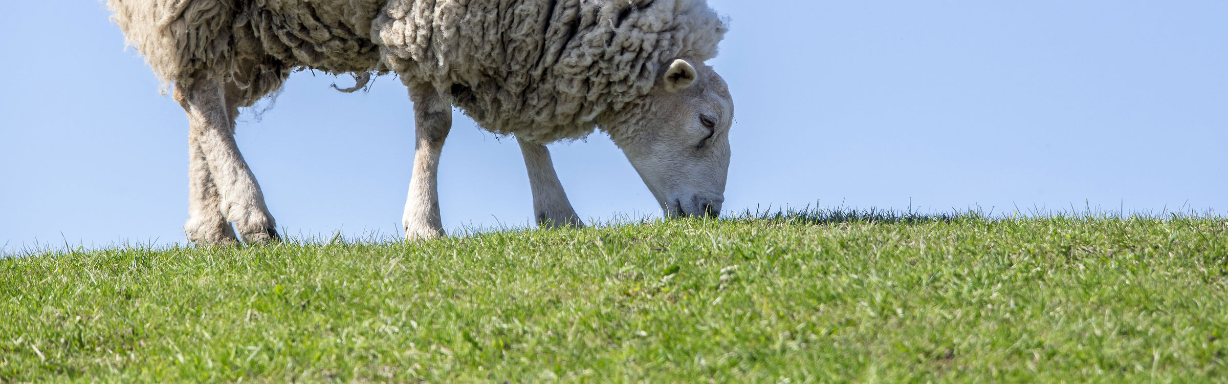 Pasture Grass Seed