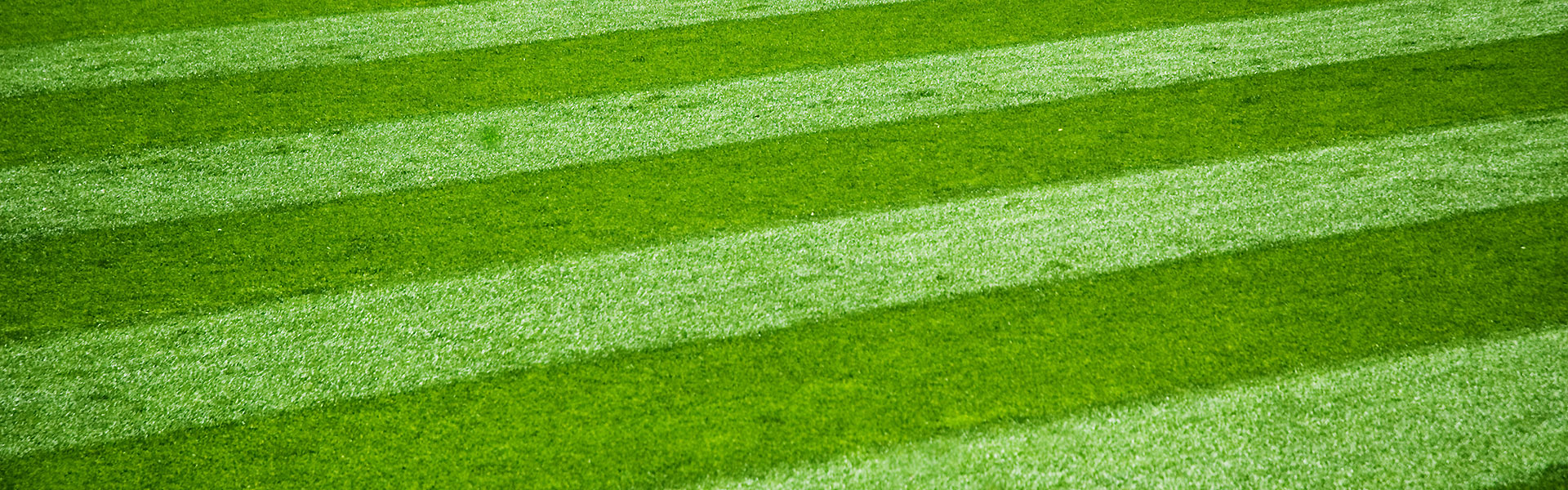 Grass seed for Sports fields