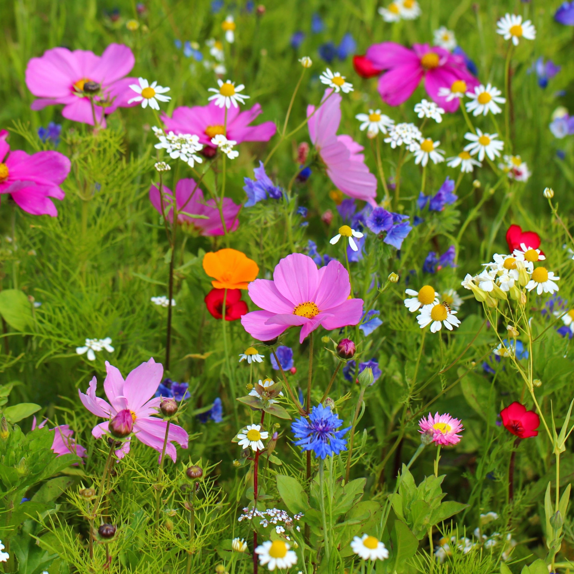 cosmos purple cornflower paper daisies in a meadow