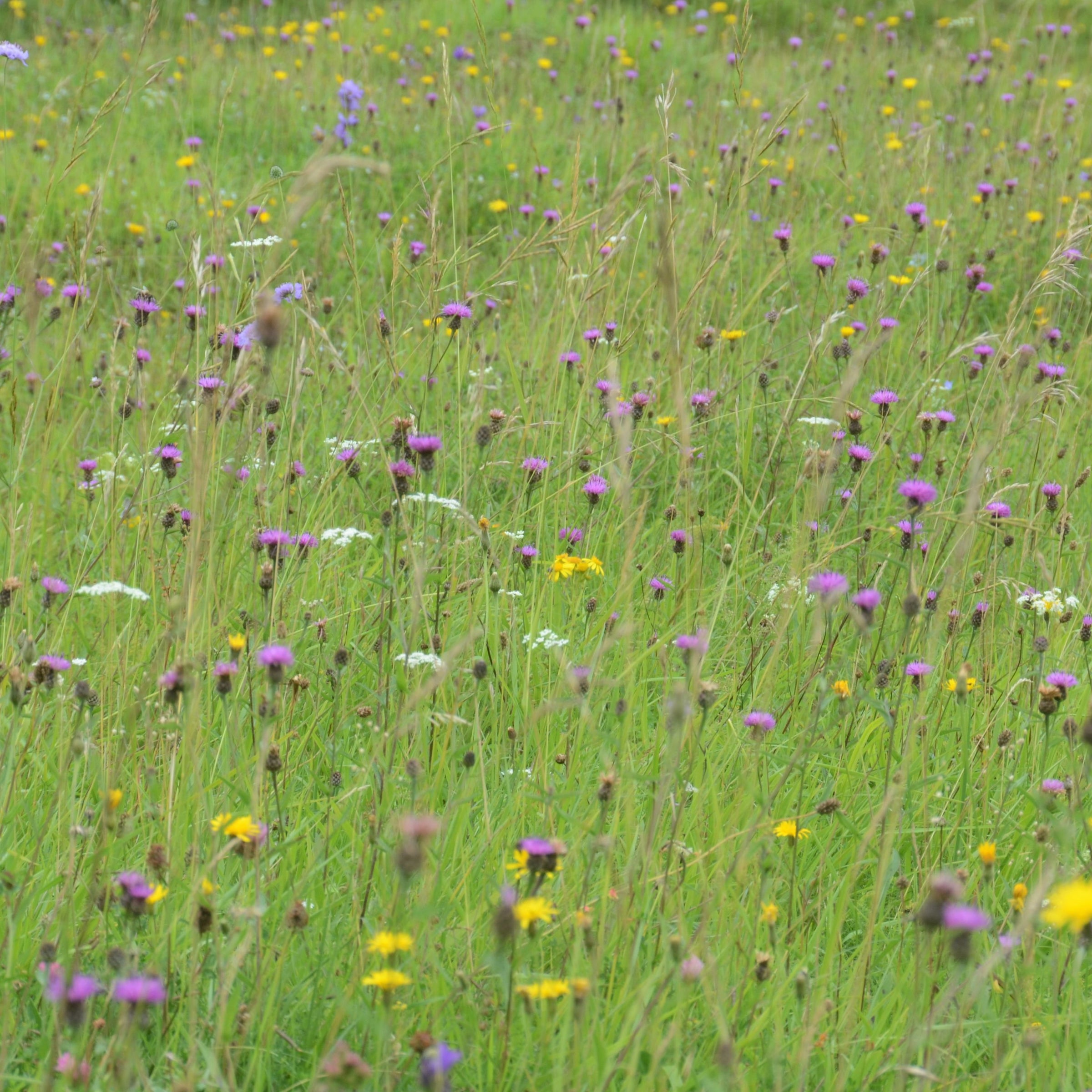 British Wildflower  Meadow with knapweed autumn hawkbit and yarrow