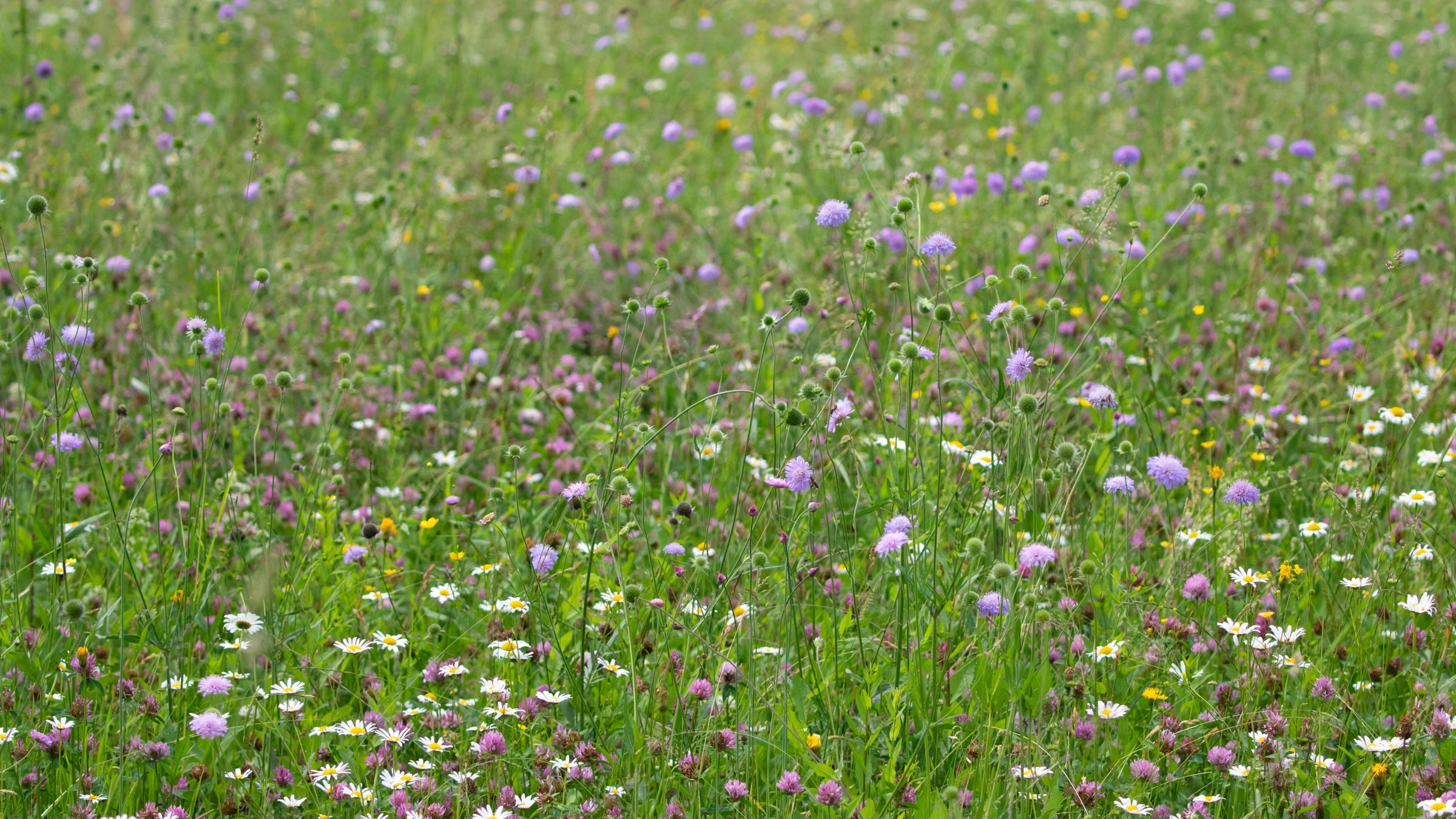 Wildflower Meadow UK